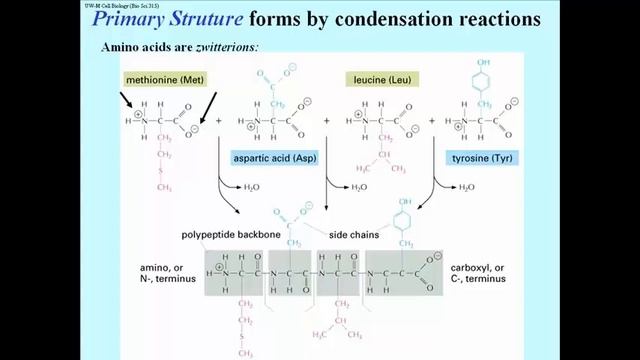 132 Amino Acid Sequence and Protein Primary Structure смотреть онлайн