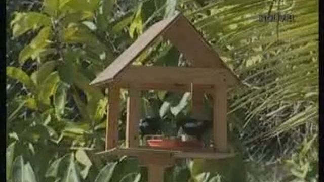 SBC Seychelles: Denis Island Conservation Part 3 28.12.08 смотреть онлайн