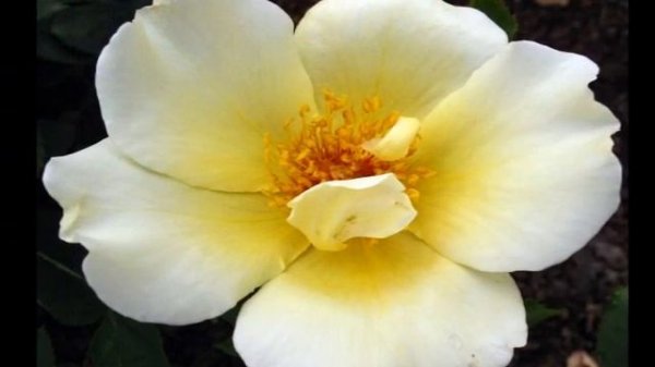 Rose 2009: Enya,China Rose