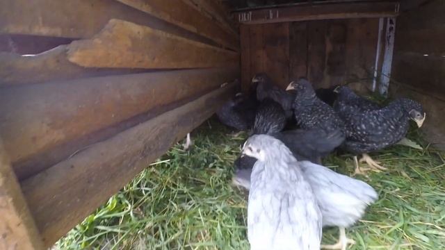 ВИРОЩУВАННЯ КУРЕЙ. Купили курчат ДОМІНАНТІВ. Що важливо зробити, щоби молодняк добре прижився . смотреть онлайн