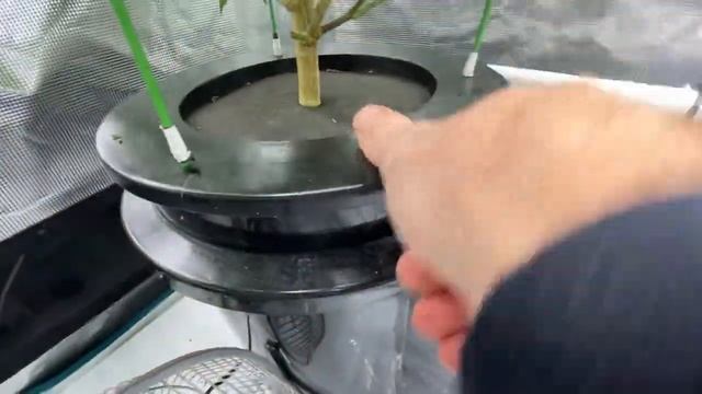 FLIPPING the Hydrobucket RDWC Runtz under the @MarsHydro_official FC4800 to flower смотреть онлайн