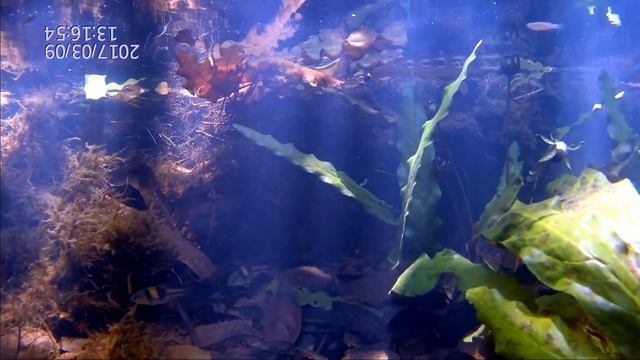 Biotop in Thailand stream смотреть онлайн