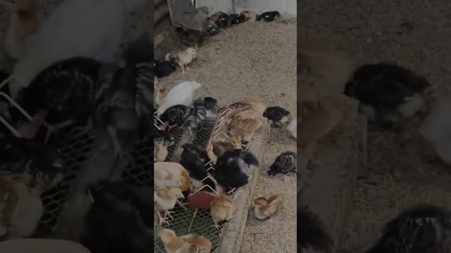 WEEKS OLD Superior F1 DOMINANT CZ and H&N смотреть онлайн