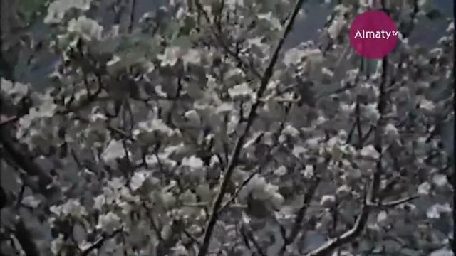 Алматинские истории с Ноэлем Шаяхметовым - Бибигуль Тулегенова (043-14/10/2018) смотреть онлайн