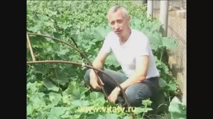 Доктор Попов - Живительная сила огурца HD