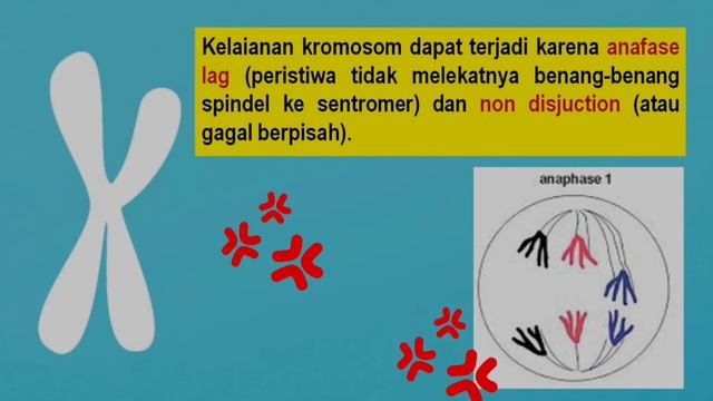 Kelainan Kromosom pada Manusia смотреть онлайн
