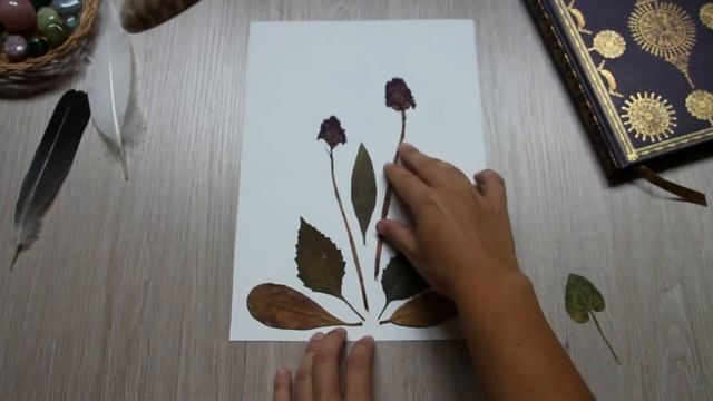 My Herbarium + Make art with pressed flowers смотреть онлайн
