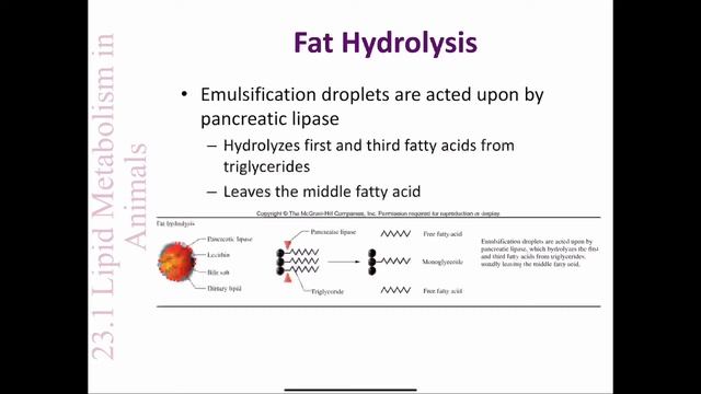 CHE 102, 23.1 Lipid Metabolism in Mammals смотреть онлайн