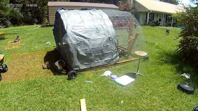 HAND FEED DINOSAUR DIY EZ BUILD CHICKEN Coop WITH EZ Move смотреть онлайн