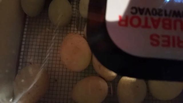 Hatch update - incubating Turkey and Chicken eggs смотреть онлайн