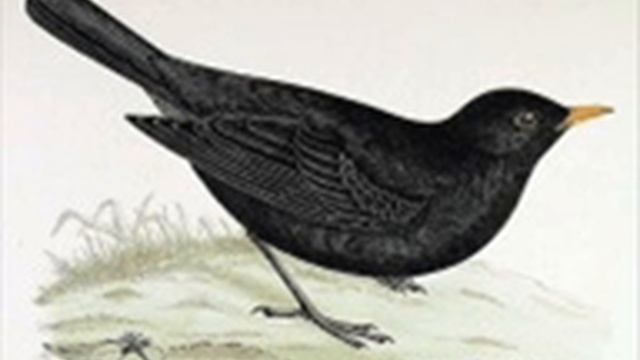 The Beatles-Blackbird смотреть онлайн