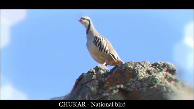 Flora Fauna of Pakistan смотреть онлайн