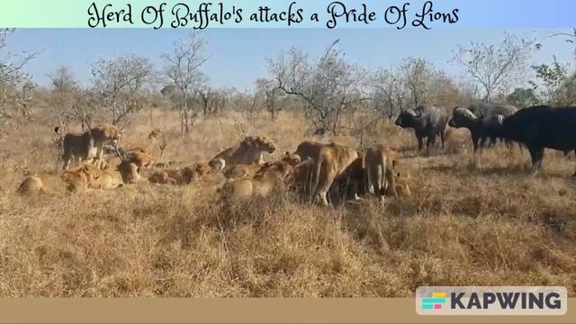 THE INTRIGUING BATTLE: BUFFALO HERD DEFENDS PREY, CHALLENGING DOMINANCE OF HUNGRY LION PRIDE #short смотреть онлайн