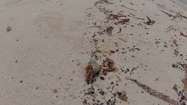 Hermit crabs In Cuba On the beach of Cayo Blanco - Remete rakok смотреть онлайн