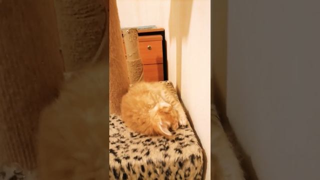 Спокойной ночи котятки. Питомник курильских бобтейлов GOLDEN SUN. #котикитакиекотики смотреть онлайн