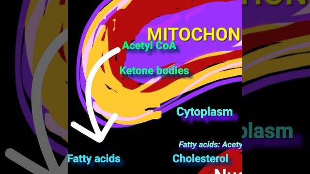 Acetyl CoA: The Fat Precursor @Metabolism Made Easy смотреть онлайн