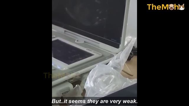 Carrying This Pregnant Mama Dog To The Vet But We Couldn't Hold Back The Heartbreaking Tears смотреть онлайн