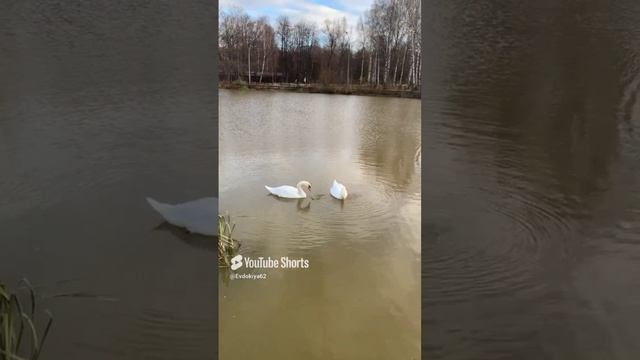 Белые лебеди.