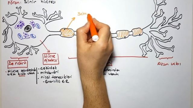 Nöron yapısı смотреть онлайн