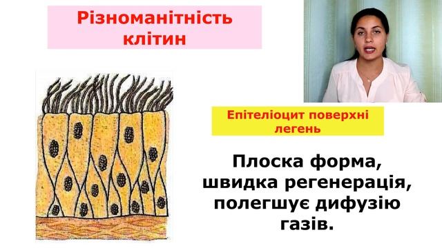 Різноманітність клітин організму людини. смотреть онлайн