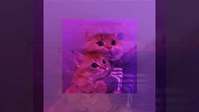 Шрек самбадипо speed up ✨ смотреть онлайн