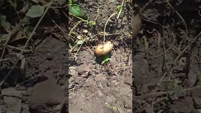 Наш урожай картофеля🥔🥔🥔🥔 смотреть онлайн