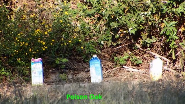 Jug Busting - Ruger American Compact 223 смотреть онлайн