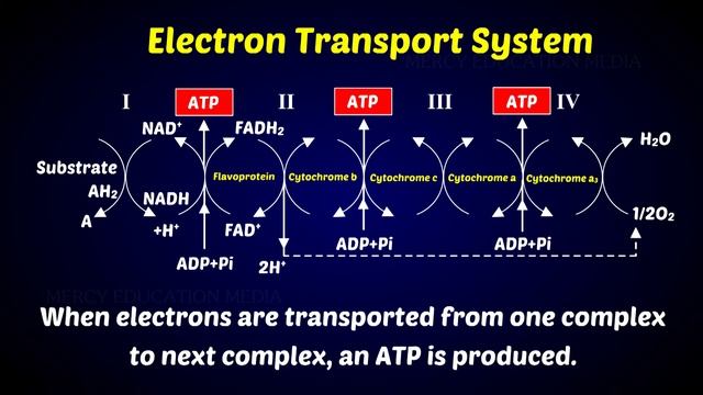 Electron Transport Chain смотреть онлайн