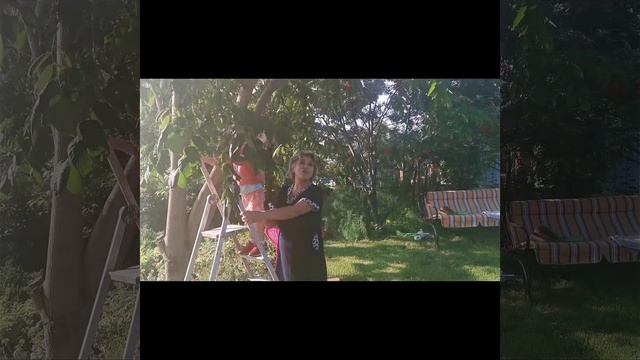 Маньчжурский орех1 смотреть онлайн
