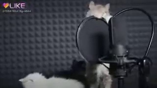 Песня котят смотреть онлайн