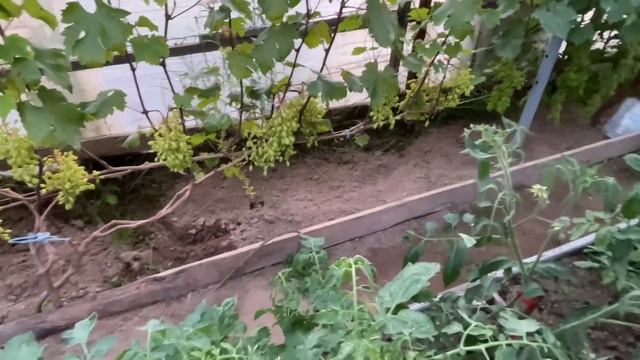 26 июня 2024 г. Спасаем грозди винограда от солнечного ожога. смотреть онлайн