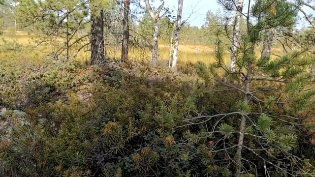 растительность болота смотреть онлайн