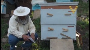 Пчеловодство. Как построить улья. Развитие пчелиных семей.