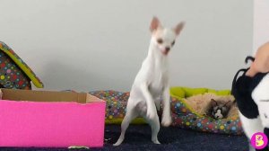 ПИТОМЦЫ ДАРЯТ ПОДАРКИ для КОШКИ ЗЕЗИ