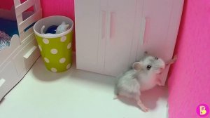 ХОМЯЧКИ ИГРАЮТ В ПИРАТОВ/ УСТРОИЛИ БЕСПОРЯДОК В КОМНАТЕ У ВИКИ