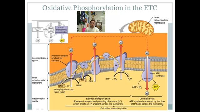 Oxidative Phosphorylation and the Electron Transport Chain смотреть онлайн