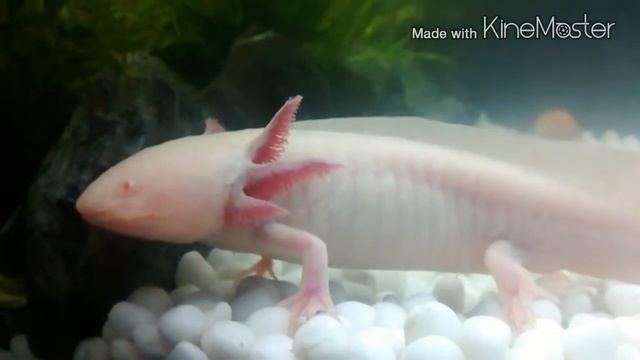 Axlotl Albino смотреть онлайн
