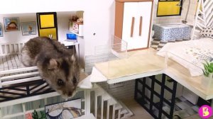 В ГОСТЯХ у ХОМЯЧКА ПЕЧЕНЮШКИ***КАКУЮ ТАЙНУ УЗНАЛ ПЕТЯ?