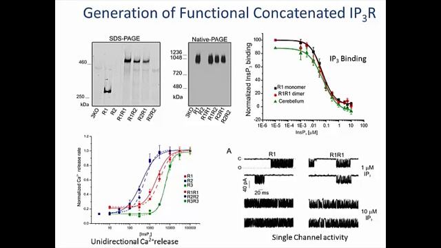 Insights Into Inositol 1,4,5-trisphosphate Receptor Structure And Function