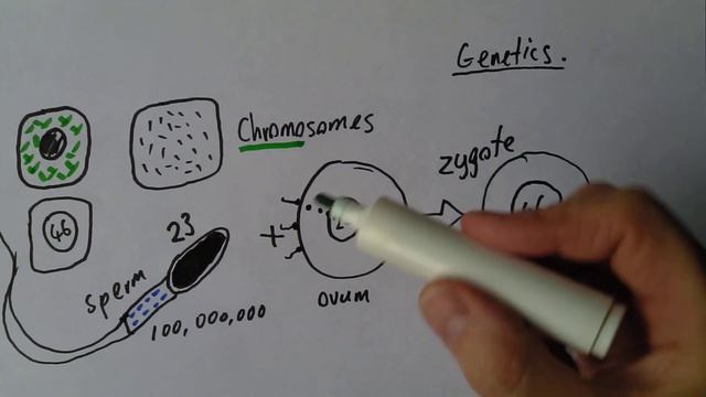 Genetics 1, Essence of human reproduction смотреть онлайн