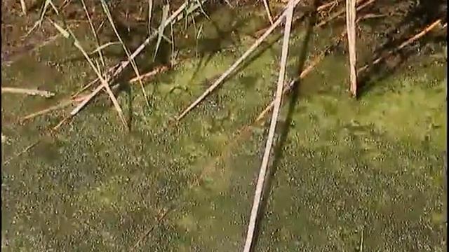 Уж обыкновенный выслеживает добычу смотреть онлайн