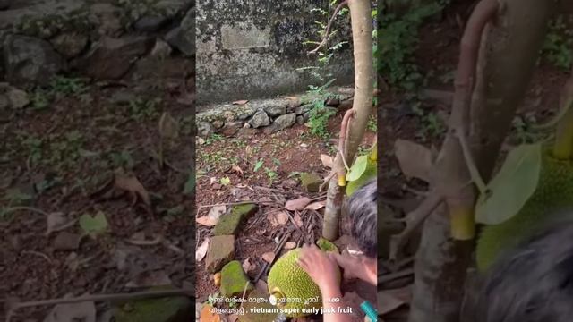How to plant Vietnam super early Jack fruit trees and harvesting. смотреть онлайн