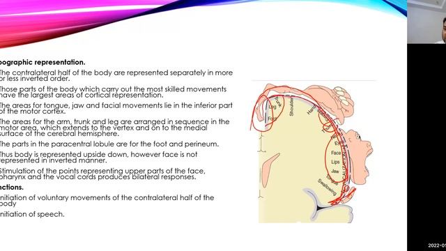 Cerebral Cortex Physiology смотреть онлайн