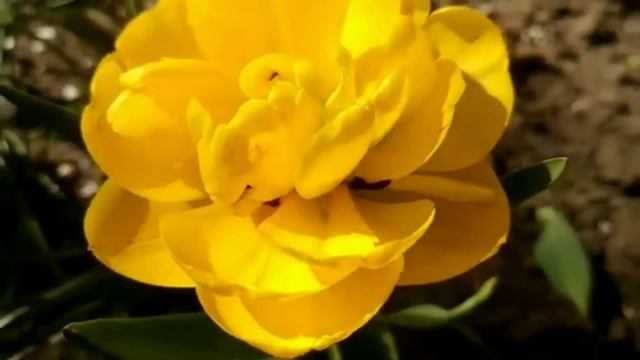 Как во садику, во садику, во зеленом виноградику смотреть онлайн