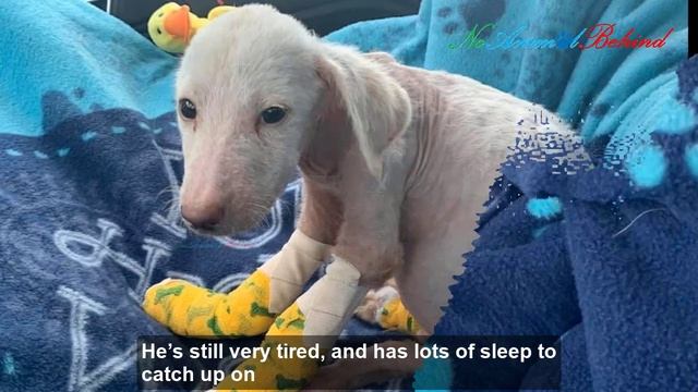 Small Malnourished Puppy Completely Helpless After Being Locked In At A Local Shelter смотреть онлайн