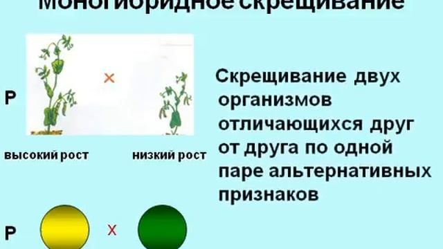 Моногибридное скрещивание смотреть онлайн