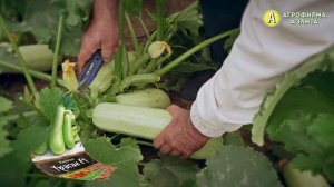 НОВИНКА 2024! Скороспелый кабачок КУДЕСНИК F1