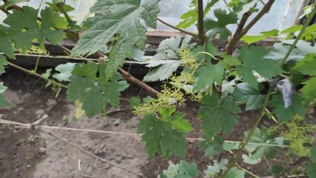 Виноград у моих родителей. Север Беларуси / Grapes in the parents' greenhouse. North of Belarus смотреть онлайн