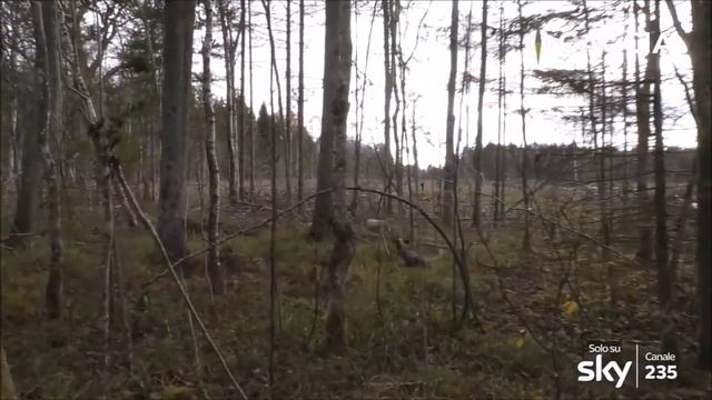 CACCIA ALLA BECCACCIA. BECCACCE IN ESTONIA смотреть онлайн
