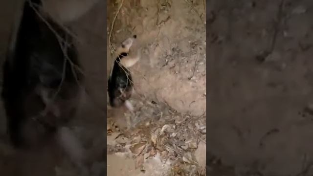 Anteater t pose meme template смотреть онлайн